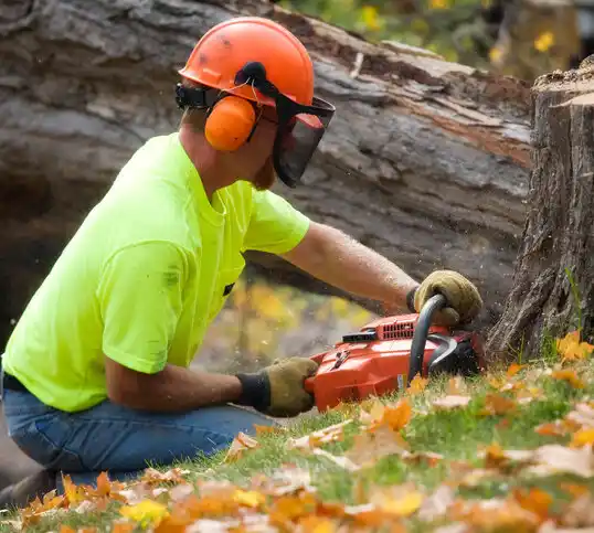 tree services Calhoun City